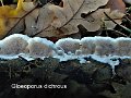 Gloeoporus dichrous-amf1238
